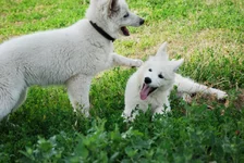 luta_sahar6.webp