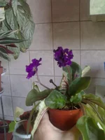  рапсодия_015.webp