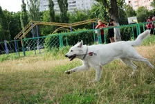 _flying Abbi1.webp