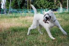 _flying Abbi2.webp