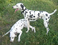  и Миранда.webp