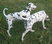  и подружка.webp