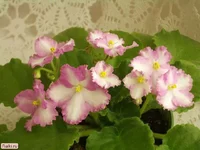 .webp