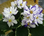 Blueberry Topping.webp