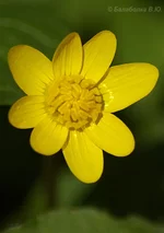 IMGP3639У Лес цвет.jpg