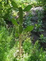  163.webp