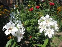  291.webp
