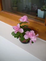 PA060314.webp