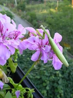 P7280275.webp