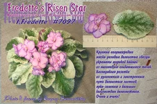 Fredette's_Risen_Star.webp