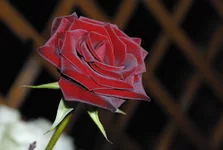 _DSC2826_.webp