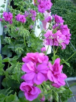 P1010181.webp