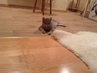  (2).webp
