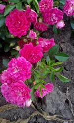  1678.webp