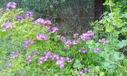  1694.webp