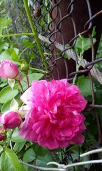  548.webp