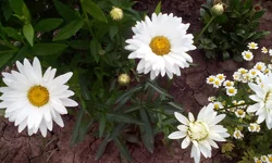  588.webp