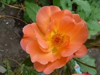 P1050711_resize.webp