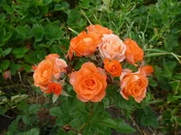 P1050701_resize_resize.webp