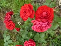 P1050698_resize_resize_resize.webp