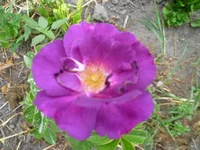 P1050686_resize.webp