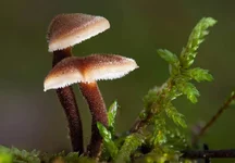 auriscalpium_vulgare_1.webp