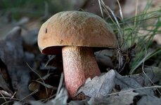 boletus_luridis_1.jpg