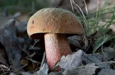 boletus_luridis_1.webp