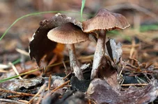 cortinarius_sp_1.webp