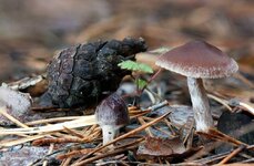 cortinarius_sp_2 (2).jpg