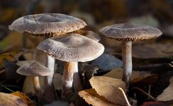 cortinarius_sp_2.jpg