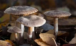 cortinarius_sp_2.webp