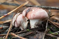 gomphidium_2.webp