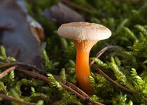 Hygrophoropsis_aurantiaca_1.jpg