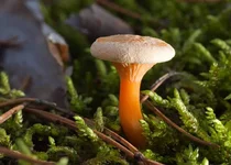 Hygrophoropsis_aurantiaca_1.webp