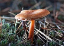 lacovica1.webp