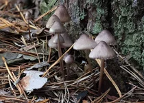 mycena_1.webp