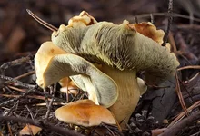 sernozhelt_1.webp