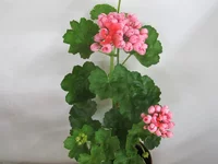 crop_131022578_c4RRVe.webp