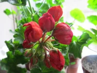 crop_131022720_cu7U.webp