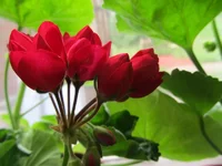 crop_131022798_DpDD.webp