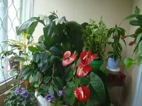 DSC08577.webp