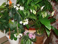 DSC08267.webp