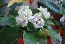 DSC08477_.webp