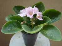 DSC08526.webp