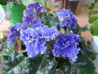 DSC08485.webp
