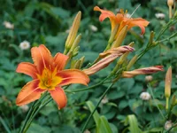 111.webp