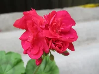 crop_131469498_W7Y9Gx.webp