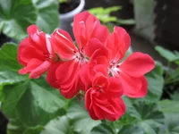 crop_131469579_83DBU.webp