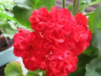 crop_131469621_veQXq.webp